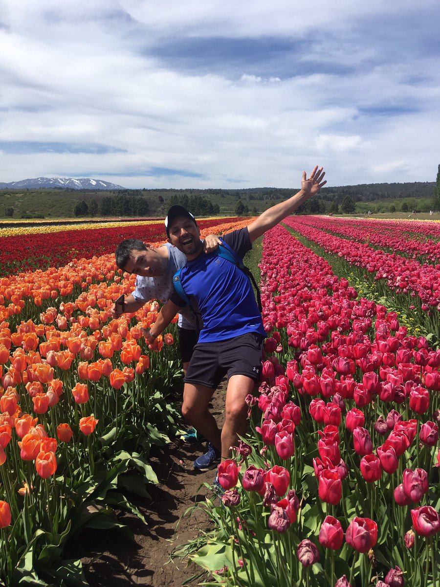 Colores de la cordillera !!Tulipanes - Trevelin 🌷