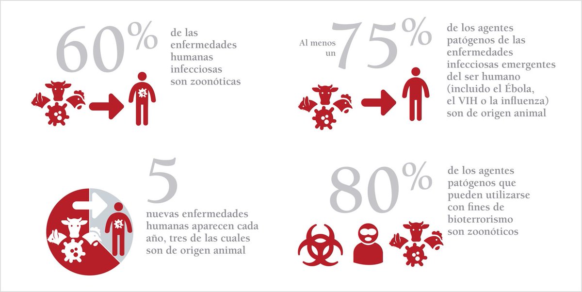 #OneHealth Sabías que... 60% de las enfermedades infecciosas humanas son zoonóticas. Pará saber más sobre Una Sola Salud ➡️ oie.int/es/para-los-pe…