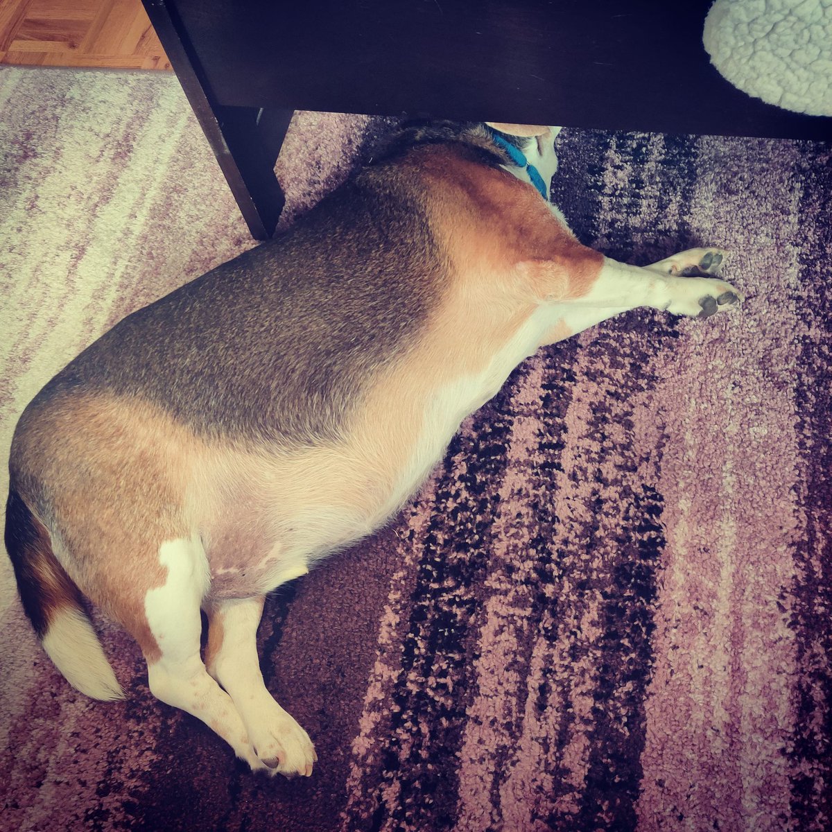 Meghh_P's tweet photo. When you don't even live in America, but the #uselection has you like this 🙈
.
.
#hidingout
#uselection2020
#funnydog
#wakemeupwhenitsallover https://t.co/NwnIiO1Cdn