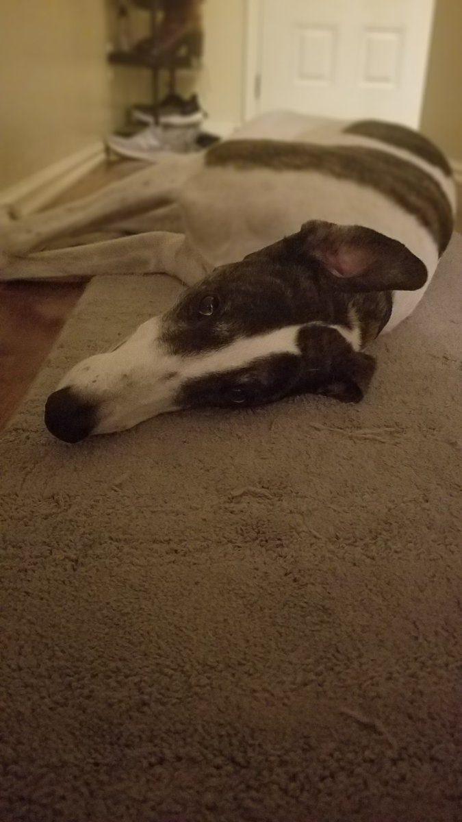 MrsTrustyJ's tweet image. Here's a little bit of palate cleanser for the evening. #cute #everythingisonfire so here's some #brainbleach