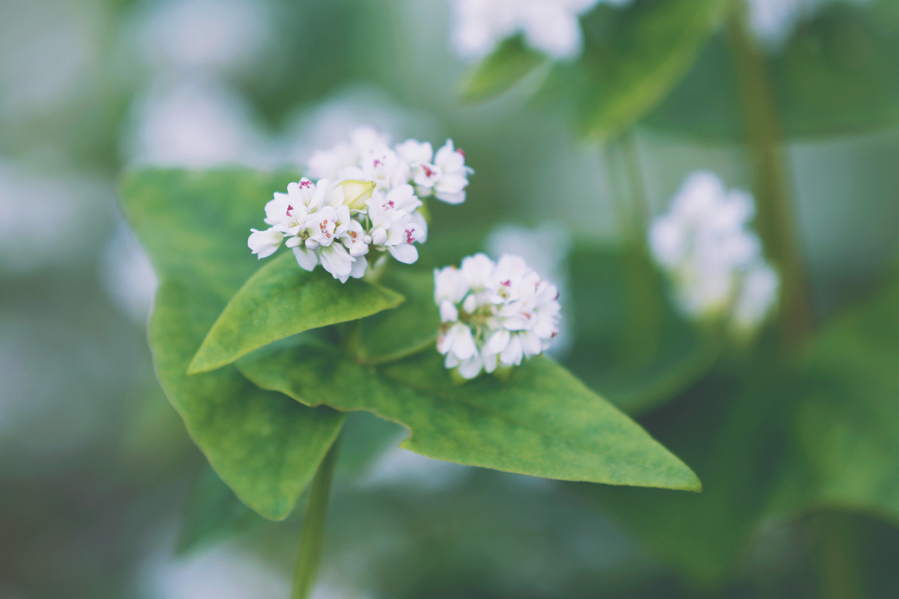 تويتر Neo Himeism على تويتر 蕎麦の花 花言葉は 懐かしい想い出 喜びも悲しみも あなたを救う T Co F2puk46sjr