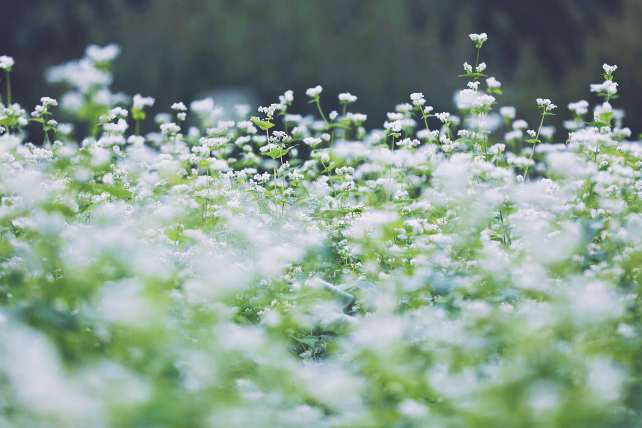 Neo Himeism 蕎麦の花 花言葉は 懐かしい想い出 喜びも悲しみも あなたを救う T Co F2puk46sjr Twitter