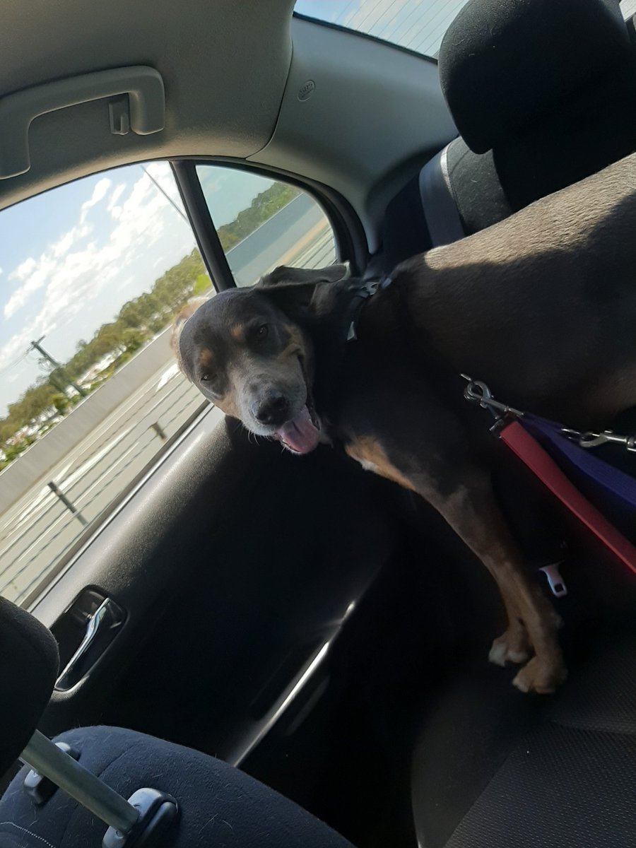 Stream might start a little late today.

We're on our way to the RSPCA to look at adopting a Cat.

Athena wants a friend 😊