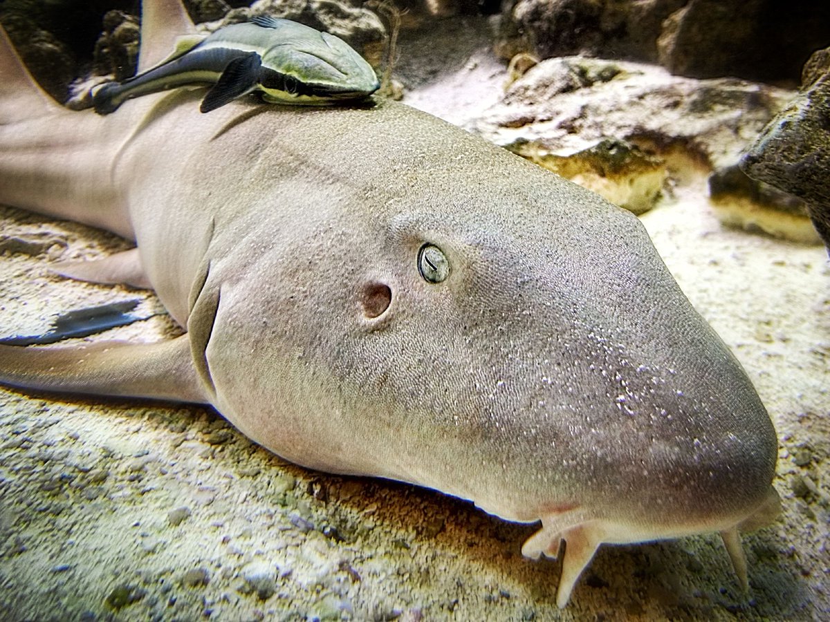 First up we have celebrity Blake Lively channeling her inner nurse shark (Ginglymostoma cirratum), a type of carpet shark. Nurse sharks occur in warm tropical and subtropical shallow waters off coasts of the Atlantic and the Eastern Pacific. : Raphael Oliveira