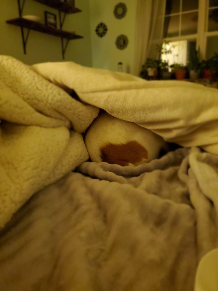 MrsTrustyJ's tweet image. Noodle decided we're up too late and went to bed. @WoodrowJenkins_ is busy working and I'm stress baking so she gave up on us #brainbleach for #LateNights