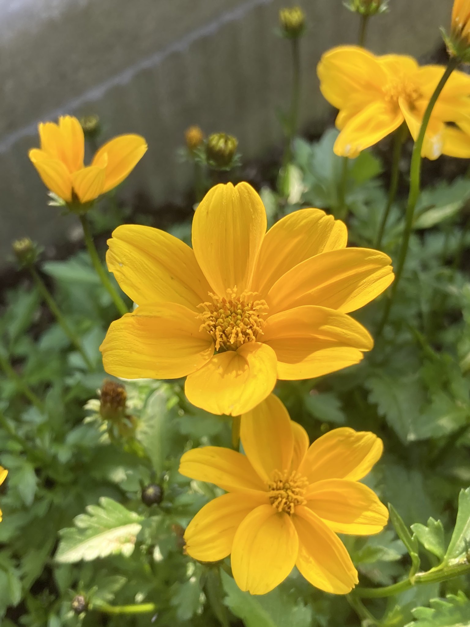 にゃごむ猫 雑多 Bidens Ferulifolia ビデンス フェルリフォリア ゴールデンエンパイアという品種です 温かみのある黄色が好き 花 ガーデニング ビデンス 花のある暮らし Tlを花で一杯にしよう T Co Bqtb0lk6zc Twitter