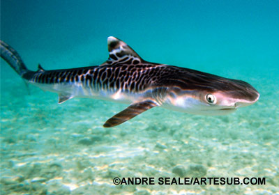 Megan Thee Stallion is giving me tiger vibes... juvenile tiger shark (Galeocerdo cuvier) vibes, that is. These sharks vibrant stripes fade as they age!  #Finfact: they are the only extant member of the genus Galeocerdo.