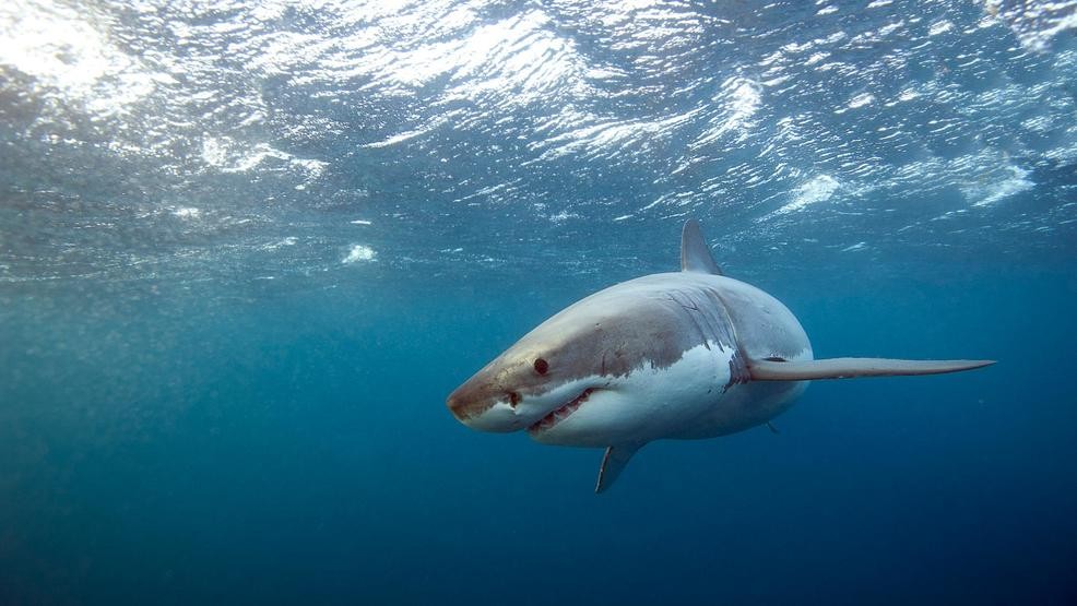 Arianna Grande is looking like a fierce great white shark (Carcharodon carcharias) here! Known as the "white pointer" in Australia, it is a large shark that can be found in coastal waters worldwide.: Getty