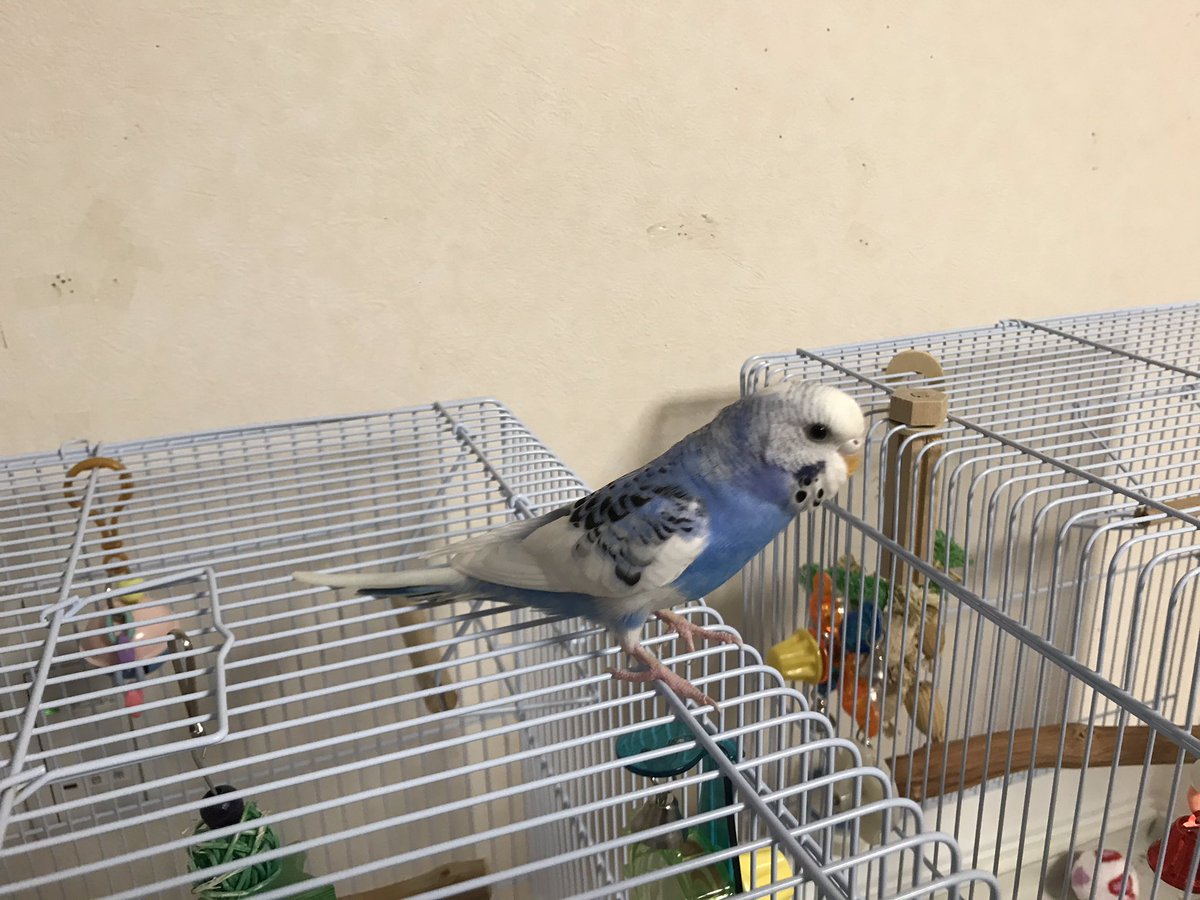 RT＠iYLVwaeJBL91KyA 2020/11/2 ＃滋賀県 ＃大津市 瀬田3丁目の家から