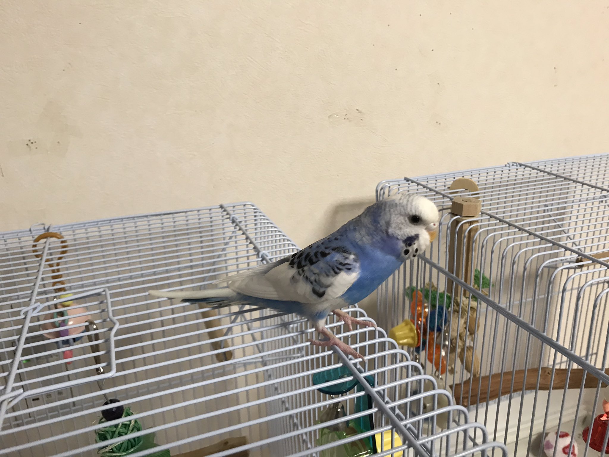 ひじき Iylvwaejbl91kya Twitter