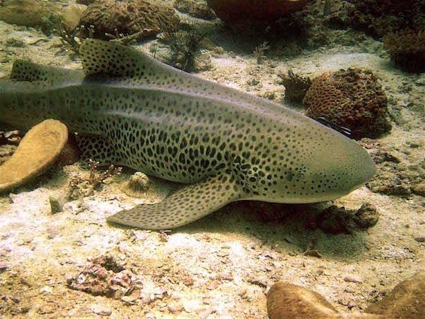 Cardi B and Nicki Minaj seem to be getting fashion tips from the leopard shark (also known as the zebra shark)! Scientifically known as Stegostoma fasciatum or Stegostoma tigrinum, these sharks are found throughout the tropical Indo-Pacific region.: Ivan Hiver