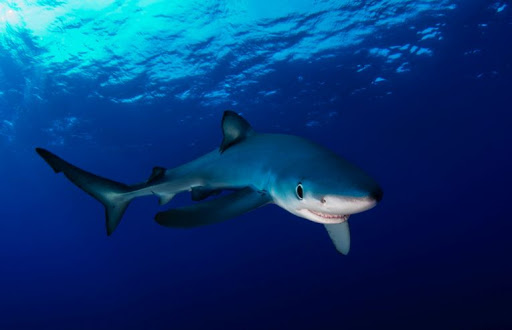 Michelle Obama is channeling the blue shark (Prionace glauca) in this gorgeous look! Having been recorded in all tropical and temperate seas, this wide-ranging shark species is just as much world traveler as the First Lady!: Getty