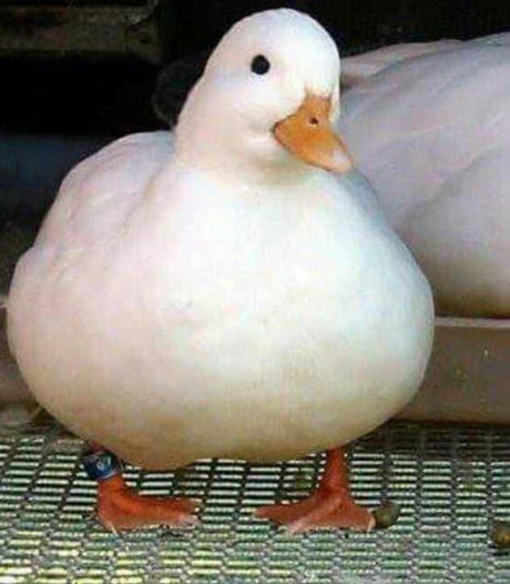 Nay2D2's tweet photo. If Joe Biden and Donald Trump can pull in millions of votes how many likes can this duck get? #USElection #USAElections2020 #duck2020 #BernieSanders #donaldtrump2020 #JoeBidenKamalaHarris2020 #Election2020 https://t.co/njBD6qTPwU