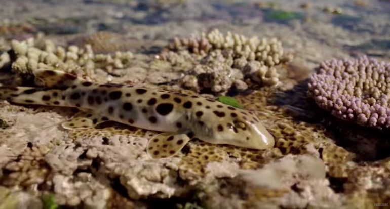 Bey looked to this Aussie shark for her fashion inspo! Meet the epaulette sharks, which use their sturdy pectoral and pelvic fins to sometimes WALK. They hunt along the shallow exposed reef zones when it is exposed at low tide. : Smithsonian