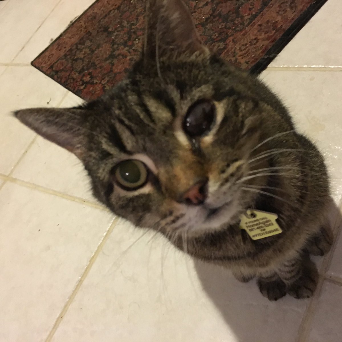 CobournJodi's tweet photo. Day 32 of #365daysofharley
.
#harley #perfectbeing #resteasy #mygirl #catsoftwitter #cats #prettiestkitty #sunshinegirl #soulcat #firstborn #iloveyousomuch #imissyousomuch https://t.co/YpwDvUCWso
