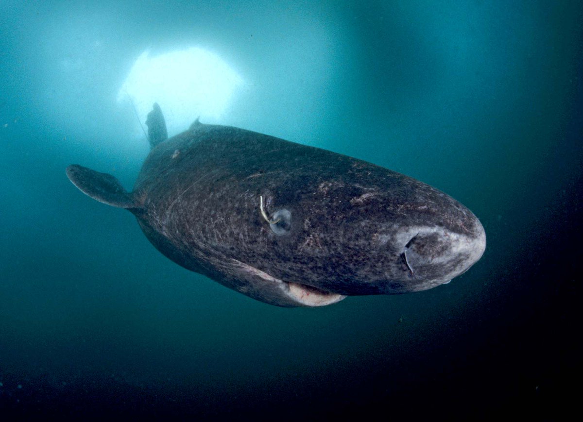 Who wore it best: Zendaya on the Greenland shark (Somniosus microcephalus)? Scientists recently estimated that a Greenland shark was 392 years old +- 120 years, making it the longest-lived vertebrate known.: WaterFrame/Alamy