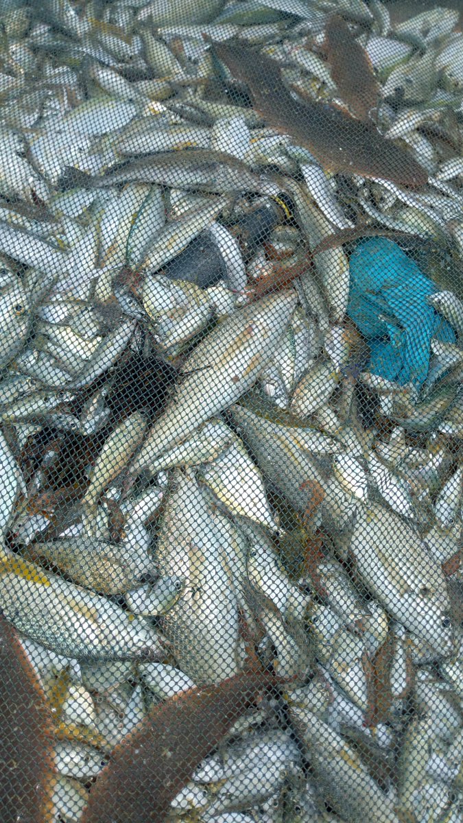koutchedifaiko1's tweet photo. Les sachets plastiques menacent les écosystèmes marins. Ils peuvent blesser de nombreuses espèces marines en entravant leur mobilité. Protégeons les océans!!!
#faofish #worldfishcenter @FAOfish @FISH_CGIAR #Oceans @mamaoulfath https://t.co/gkWsCwy7fp