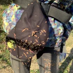 アウトドア派の人は知っておくといつか役立つかも？ひっつき虫はウェットティッシュで取るのが良い？!