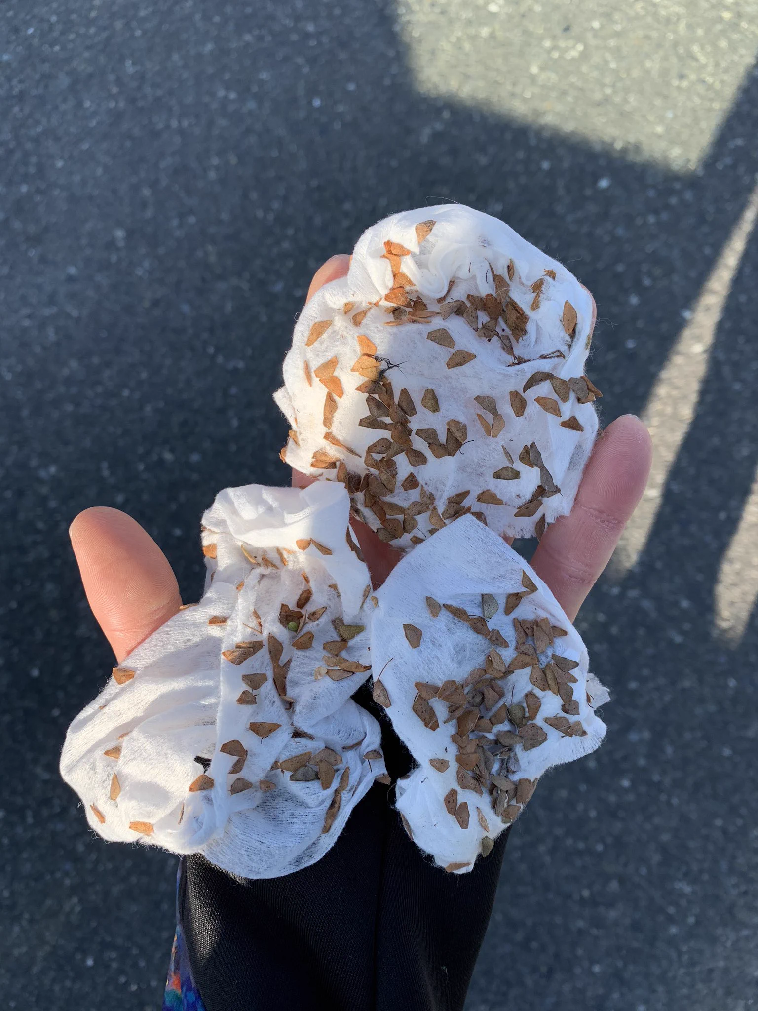 アウトドア派の人は知っておくといつか役立つかも？ひっつき虫はウェットティッシュで取るのが良い？！