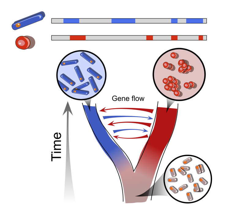 Pleased to present over 6 years of work! We explored experimentally the effect of gene flow on adaptive divergence and its genetic bases. Long term collaboration w @bpsnieuw @SimoneImmler, J.Wolf. #Experimental #Evolution #Pombe #Genomics #ComplexTraits doi.org/10.1101/2020.1…