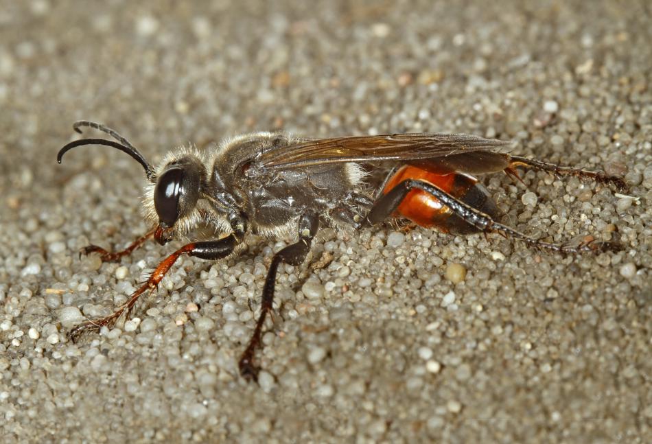 Liam_M_Crowley's tweet photo. #waspoftheweek no. 45 is Sphex funerarius. Widespread across Europe, Asia and North Africa, it is only known in the UK from a single Jersey record. It hunts the nymphs of grasshoppers and crickets.
#wasplove #waspwednesday
Photo: Jeremy Early https://t.co/mIhf7VM0QK
