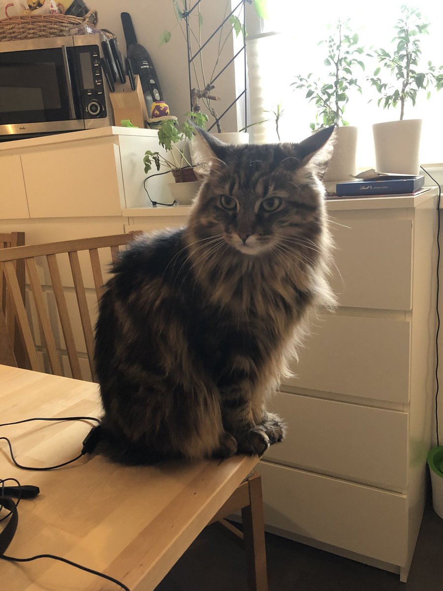 Sascha Tentscher tweet media