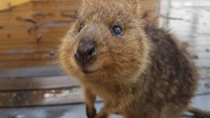 liamdcrowley's tweet photo. @EtheHerring After all of your service, I believe you too, deserve a Quokka in these trying times https://t.co/Xw1Hfn5OU2