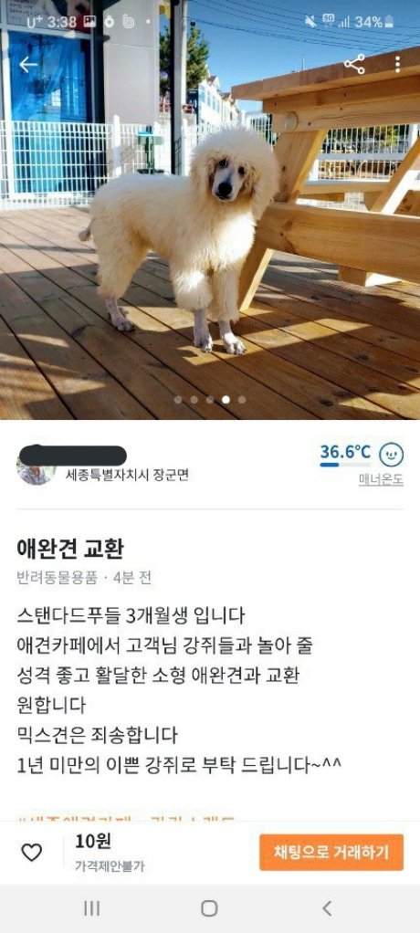 hoochu_1005's tweet photo. [RT부탁드립니다] 
여기가 당근마켓에서 애완견 교환하는 세종시에 10월에 오픈한 애견카페인가요? ^^ https://t.co/H13GpntPZk