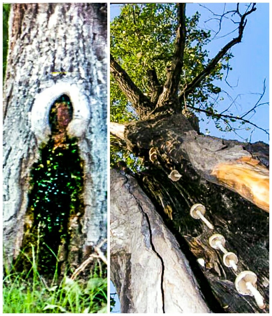 LaneStrannik's tweet photo. В мире деревьев.
Мимоходом.
Фотонаблюдалки.

#деревья #trees #InPark #парк #вПарке #WorldOfTrees #walk #PhotoWalk #NatureWalk #JustWalk https://t.co/dTjvHx6DUq