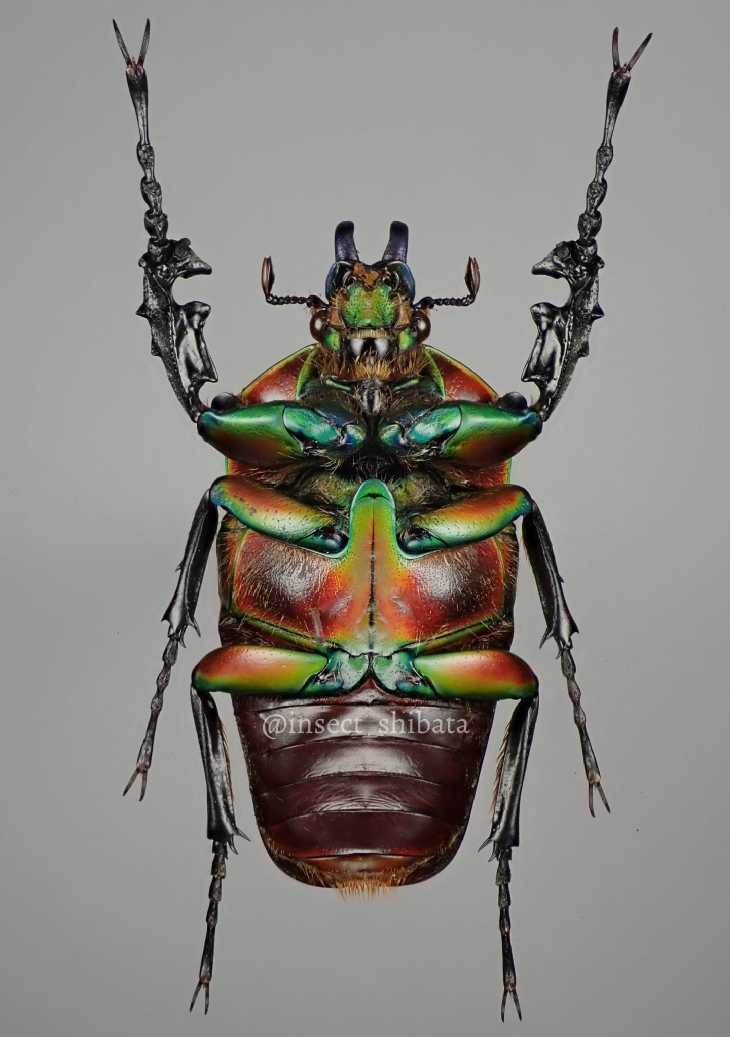 エチオピア産　ウエルナービロードツノカナブン　40mm エチオピア産 ウエルナービロードツノカナブン 40mm <0406z昆虫