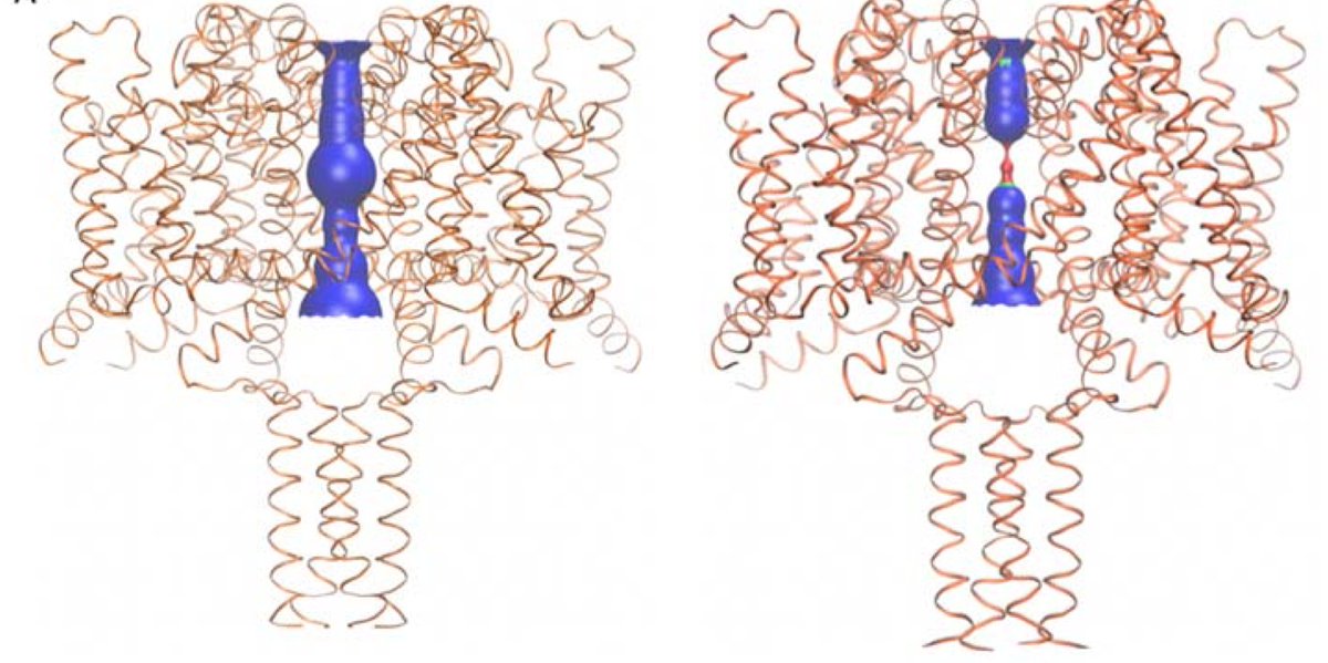 PROXIMA-1 (@proxima_1) on Twitter photo Very happy to read that <a href="/BirkbeckScience/">Birkbeck, Faculty of Science</a> could get high resolution insights in the molecular interactions of Cannabidiol in the treatment of epilepsy. Congrats! :
biorxiv.org/content/10.110… Very happy to read that <a href="/BirkbeckScience/">Birkbeck, Faculty of Science</a> could get high resolution insights in the molecular interactions of Cannabidiol in the treatment of epilepsy. Congrats! :
biorxiv.org/content/10.110…