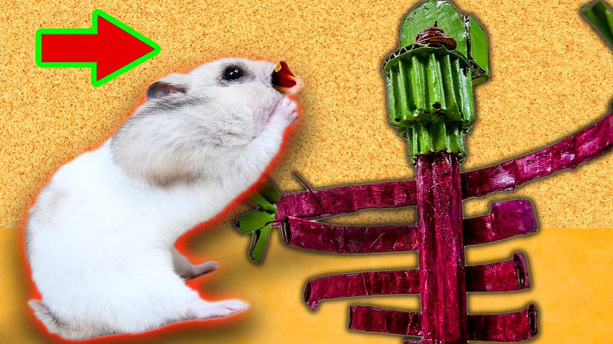 95Caddie's tweet photo. Hamster obstacle course Maze with traps Toilet monster https://t.co/NaF9DK8EIz
#likeforlike #follobackforfolloback #pets #animal #cute #cardboard #challenge #adorable #hamster #animallovers #maze #trap #DIYtoy #handmade #Winteriscoming #Monsterland https://t.co/Vxu8BBt9vo