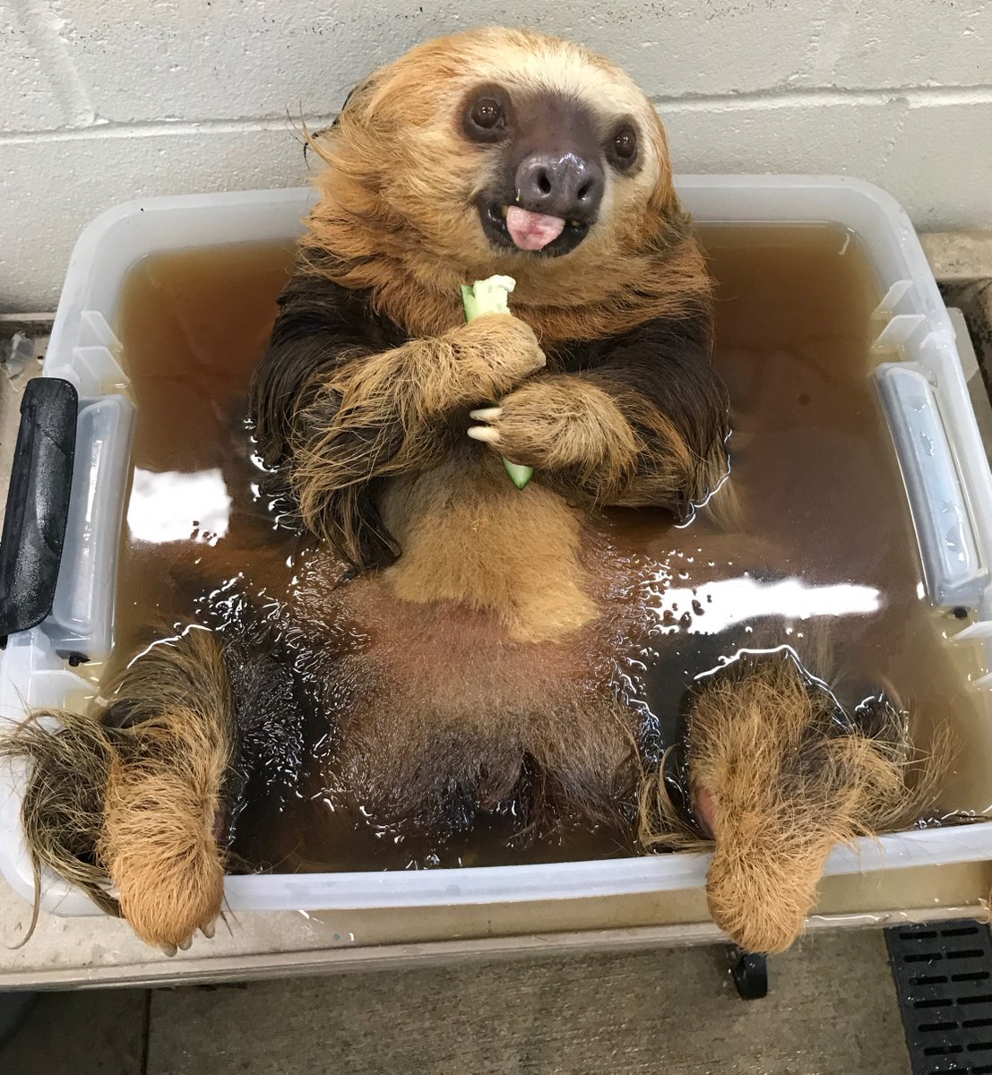 ComoZoo's tweet photo. This would be a good time to relax in a tea bath. #ComoCalm
π·: Zookeeper Liz https://t.co/h5l6BeNK6i