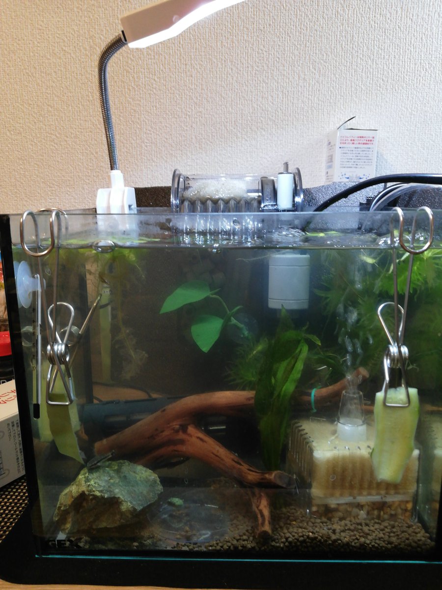 Limno Aquarium 間違えて消してしまったので再投稿 オトシンクルスのトリートメント水槽に外掛けフィルター と トリミングしたアマゾンソード ベタのおやすみリーフを追加 あんまり元気がないのでいろいろしてしまうけど それがストレス源になっている