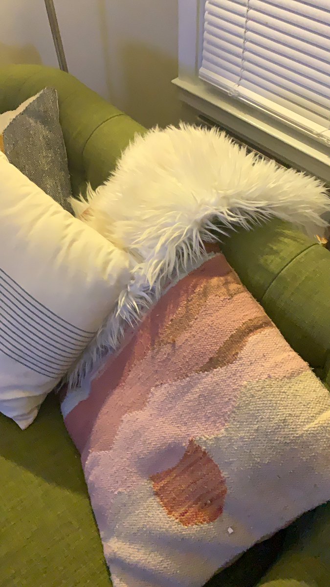SeeJaneRamble's tweet photo. @Mononymously I wish I had something to pet. I guess this throw will have to do https://t.co/4ccyAmhzet