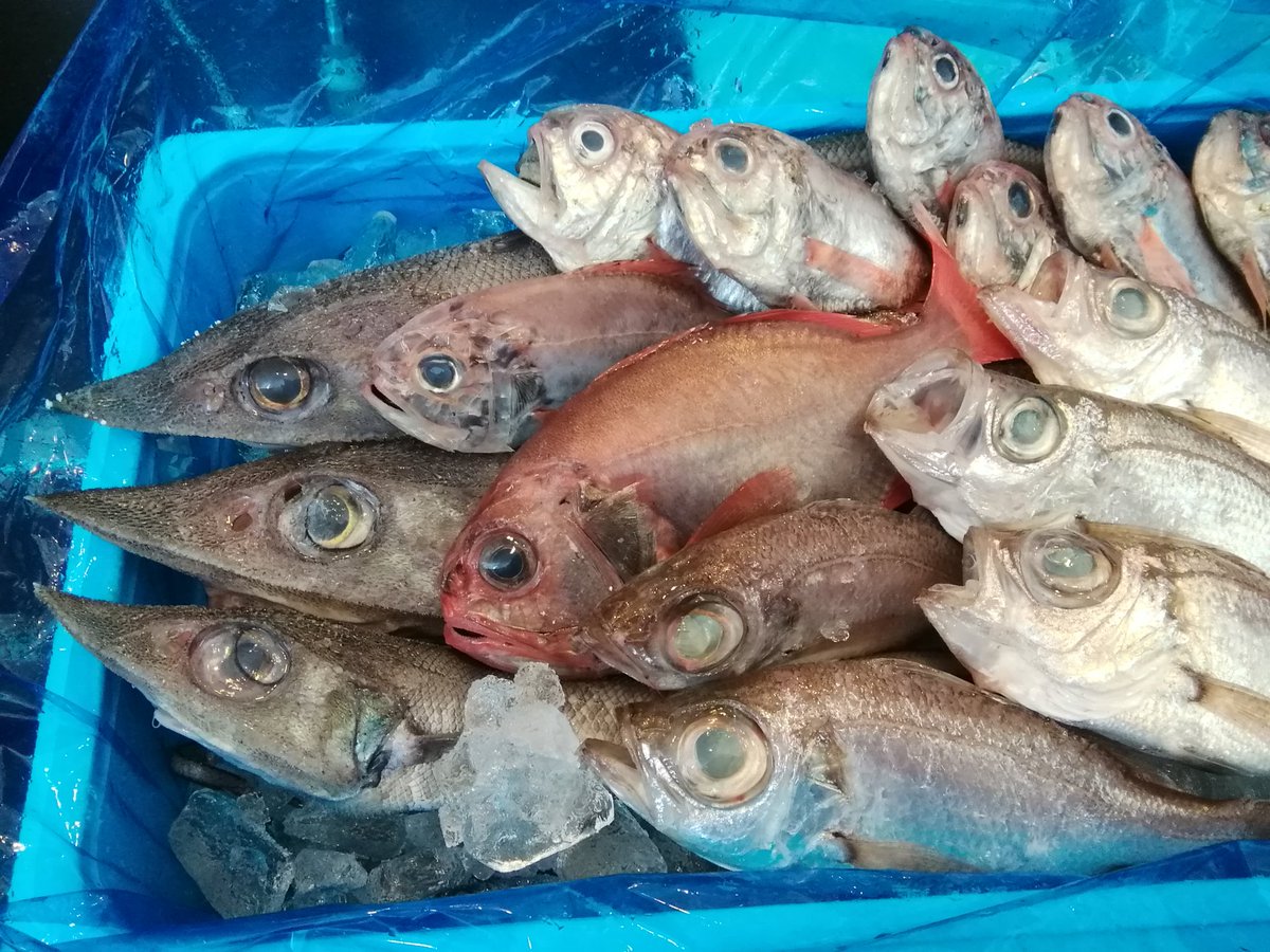 お魚倶楽部はま 沼津港からゲホウ ゴソ アブラゴソ デンの深海魚が入荷しました T Co Mcmvonxyhm Twitter お魚倶楽部はま 沼津港からゲホウ ゴソ アブラゴソ デンの深海魚が入荷しました T Co Mcmvonxyhm Twitter