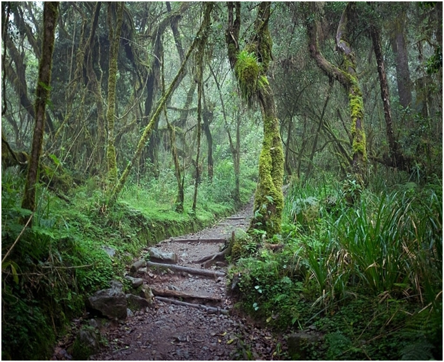 KileleClimb's tweet photo. Forest adventures whilst hiking Mount Kilimanjaro.
#kilimanjaro #rainforest #coveredtree #machameroute #nature #mountkilimanjaro #adventure #mountains #mountain #trekking #nature #adventures #KilimanjaroTrekking #MountKilimanjaroclimbing #Trekkingadventure #kileleclimbtour https://t.co/RCRYxINo5u