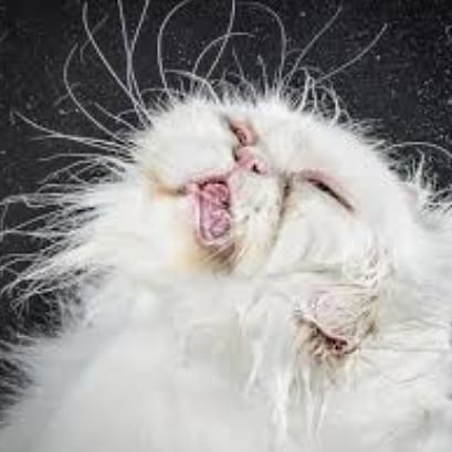 Thelastmeow1's tweet photo. Cats Shake it off

#cats #catsofinstagram #catstagram #catsagram #catsofig #catsofworld #CatsOfInsta #catslover #catsoninstagram #catslife #catsgram
 #catsofinstgram #catsareawesome #catsdaily #catsworld #catsnet #catsloversworld #catslove #catsarelife. #catsandwater #wetcat https://t.co/UpBSAJR6Pm