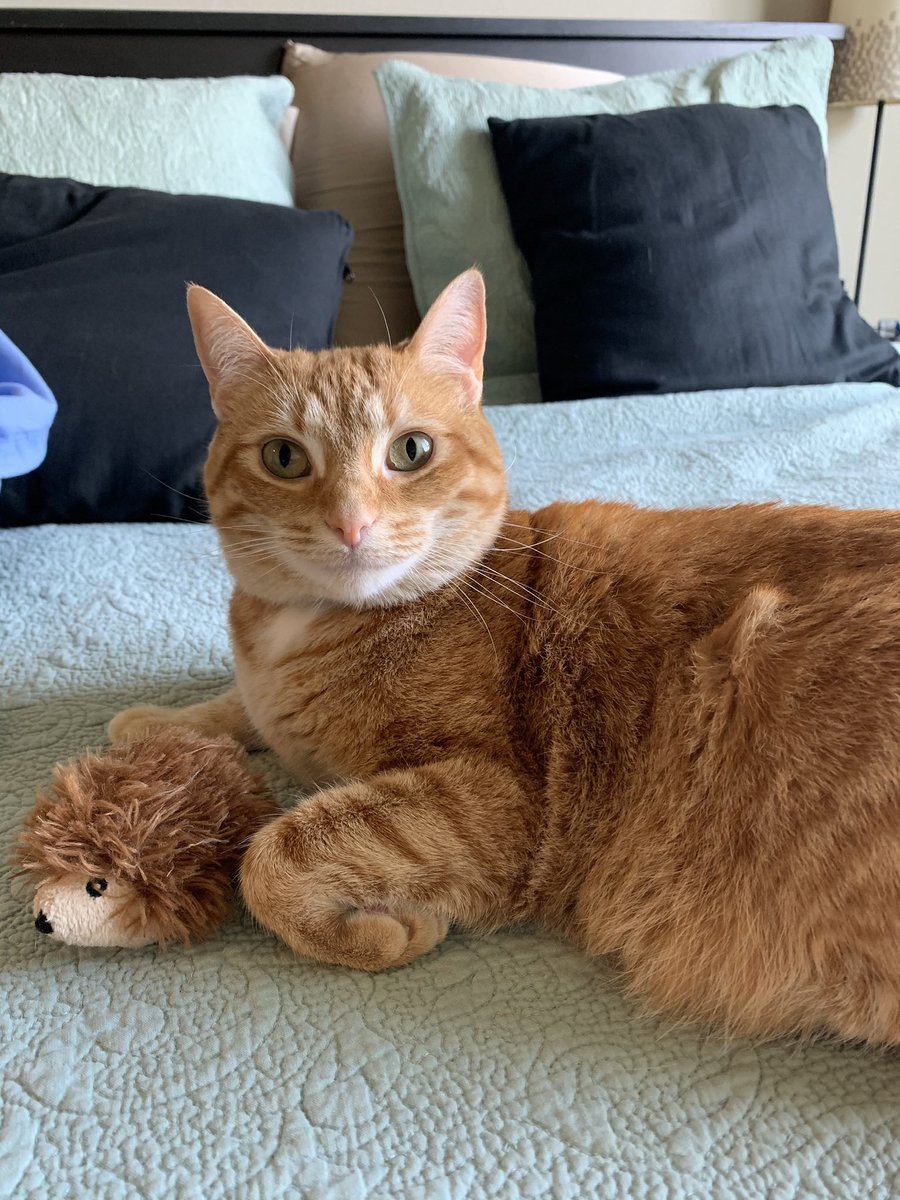 Laura Trujillo tweet media