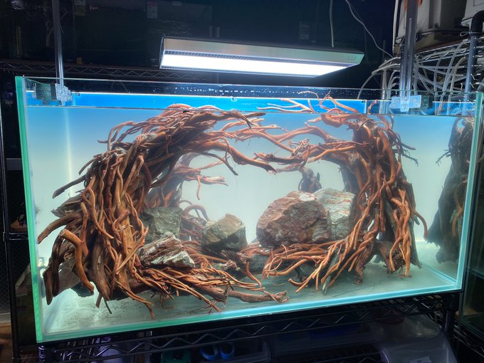 アクアリウム 高画質 のtwitterイラスト検索結果 古い順