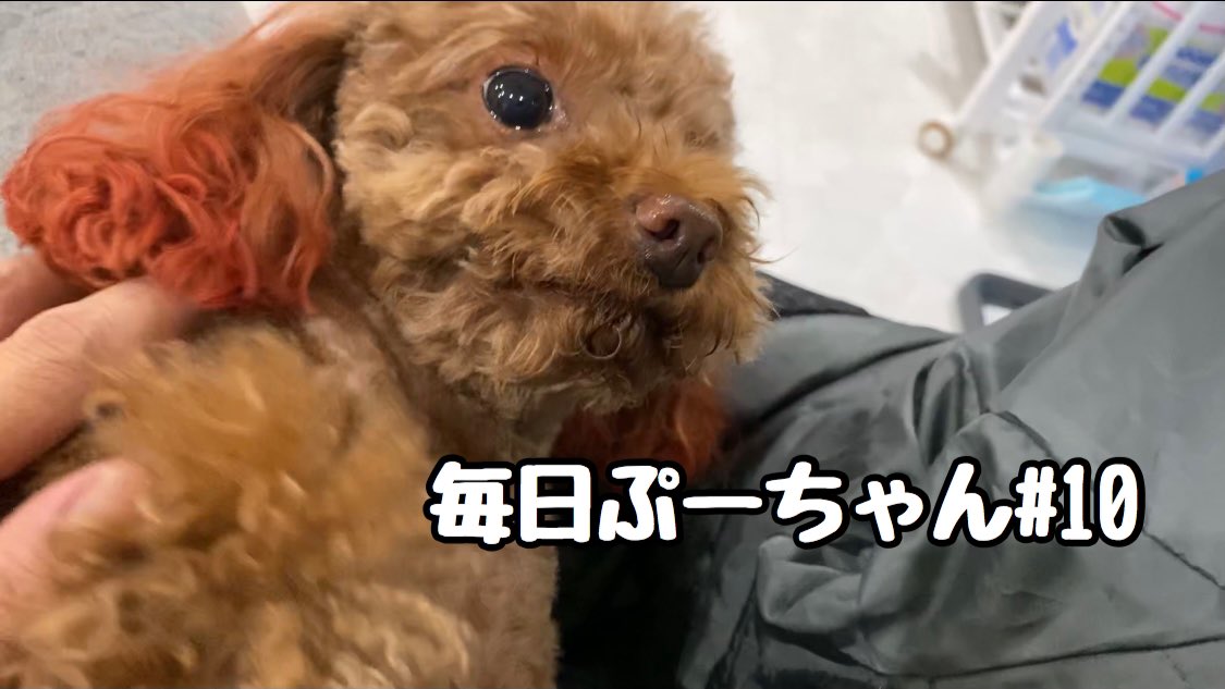 トイプードルぷー tweet media