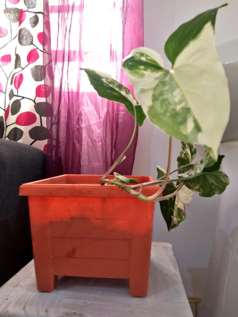 Variegated Arrowhead vine. I saw this one in a thicket somewhere in Nyeri and rooted it and it's slowly growing. Very low maintenance. You'll notice that I don't buy most of my plants.  Also I'm getting used to having plants indoors.. I need cuter pots.