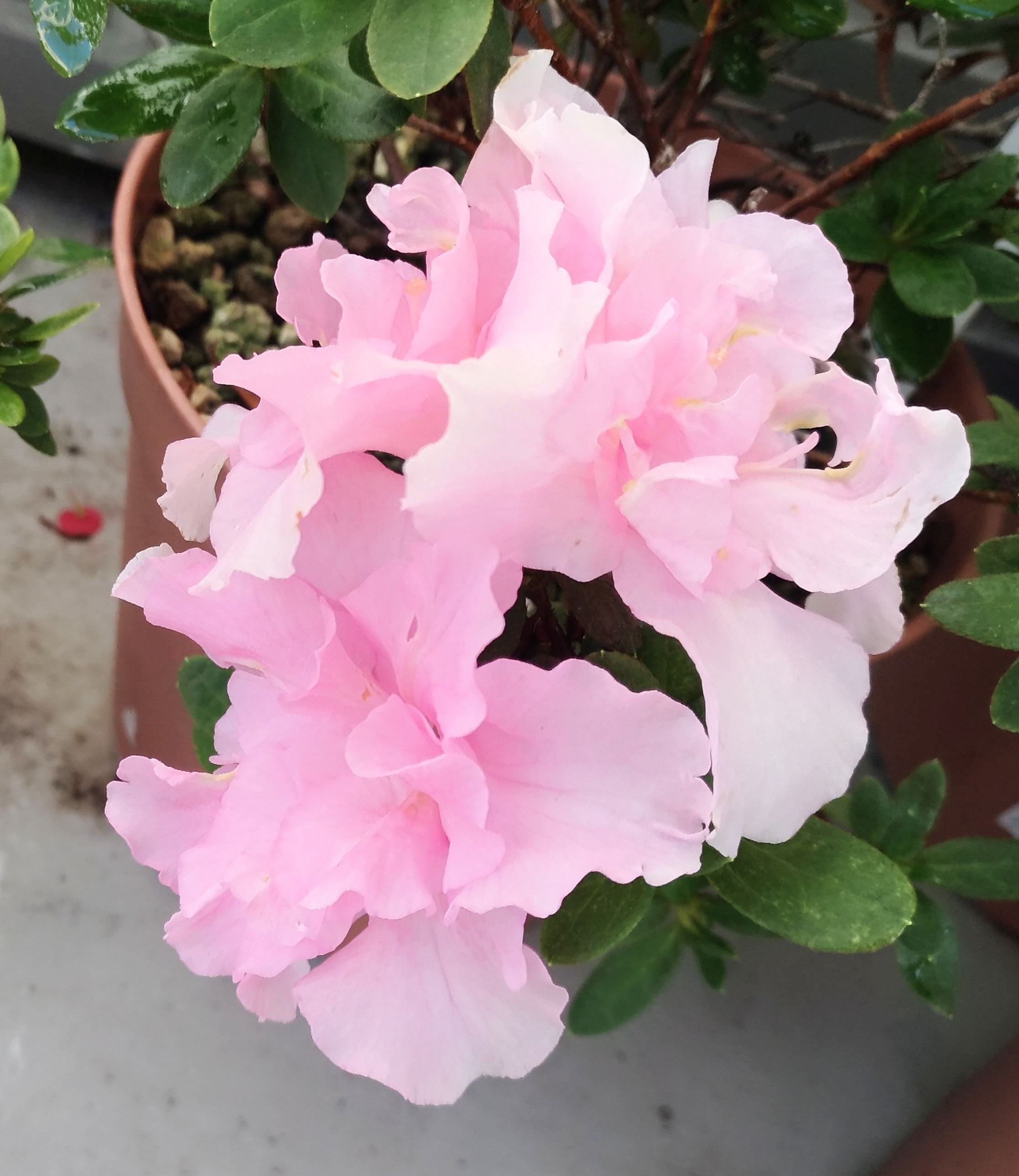 こころんグリーン アザレアの花がとても綺麗に咲いています 優しいピンクの色が 秋の日差しに映えます 八重咲きの花が3輪咲き誇ってます アザレア ピンク 八重咲き ツツジ科 秋の花 秋 園芸品種 園芸 ガーデニング 熊本市南区 熊本