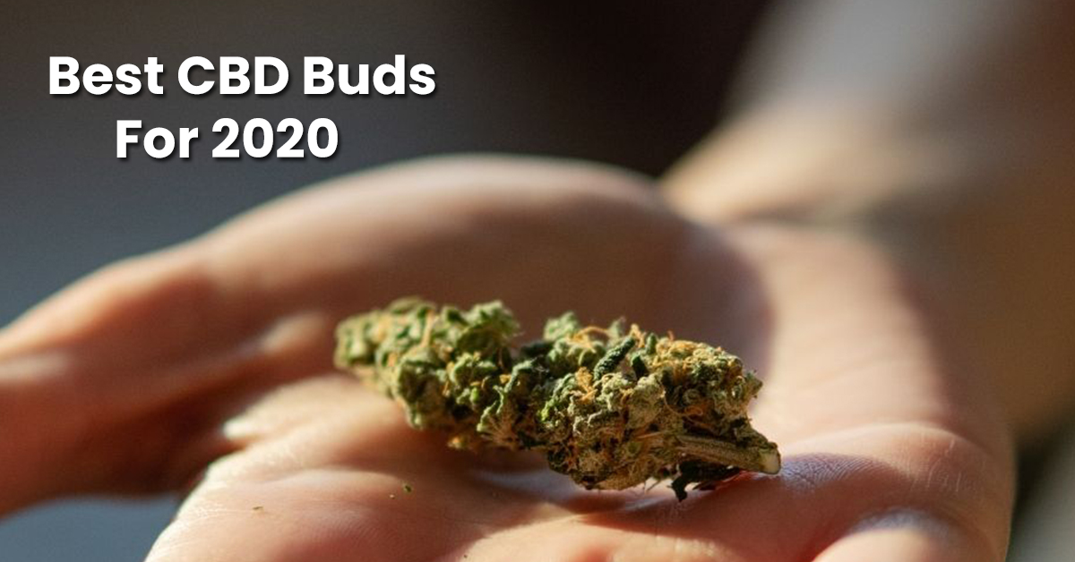 CBDOilsGuide2's tweet photo. Best CBD Buds For 2020
#buds #cbdbuds #hempbuds #cbdhempbuds #hempflowers #prerolls 
Click on the link to avail the offers: https://t.co/uBRfpX6gyV https://t.co/qJ40CohUQq
