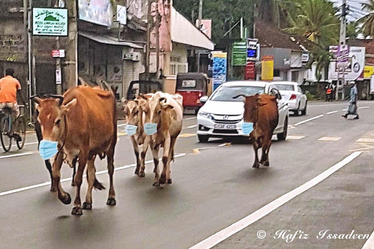 LankaMuslims's tweet photo. #Covid_19 #COVID #SriLanka #USAElections2020 https://t.co/HyPw1mRYfl