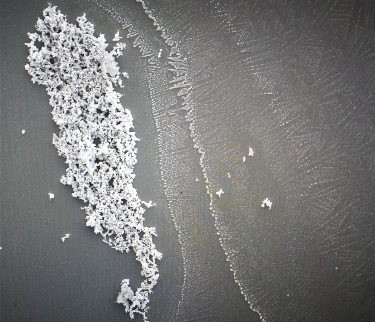 EmilyYa48652739's tweet photo. "Tranquility lies in the eyes of the beholder"
#microbeach #microdolphine #microseabreeze #micro-waves #naturebeauty #microimaging #seekinglight #UofA #adelaidemicroscopy #recycledwasteinmaking https://t.co/E06vgFaJfw