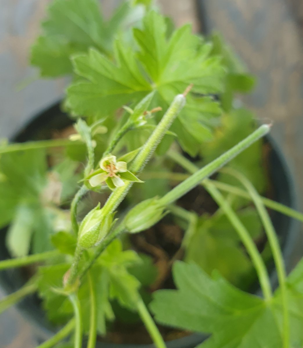 MartiBlom's tweet photo. Expectations vs reality.... I collected some Geranium seeds from my friend in #DeVlugt, Western Cape and Eastern Cape border. Now I've seen the flowers for the first time... I was perplexed how I missed them last season and only saw the seed pods. Now I know. 😂 https://t.co/aFAPu99sar
