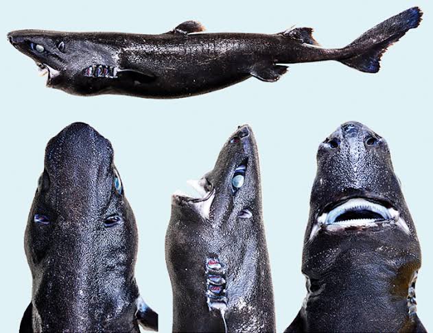 Chris Evans channeling the ninja lanternshark (Etmopterus benchleyi). The scientific name of this shark pays homage to Jaws author Peter Benchley! These sharks glow in the dark, because their skin contains photophores that emit a faint glow : Vicky Vásquez