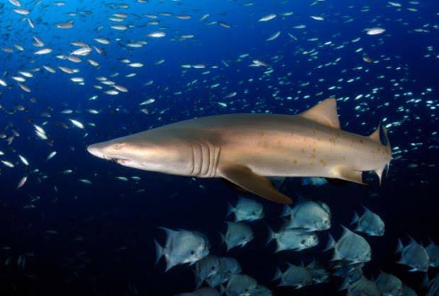 Michael B. Jordan’s outfit here looks like a nod to sand tiger sharks (Carcharias taurus). These sharks live in temperate and sub-tropical coastal waters around the world, including the eastern coastline of the USA. Ever seen them?: Getty