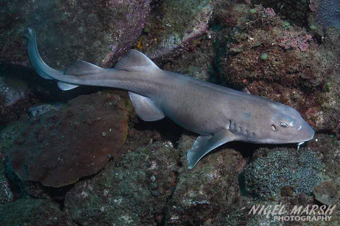 Lebron James is rocking the same colour palette as the bluegrey carpetshark (Brachaelurus colcloughi). Also known as Colclough's shark, they are an uncommon species that is endemic to shallow waters off northeastern Australia.